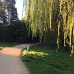 walking track with willow trees