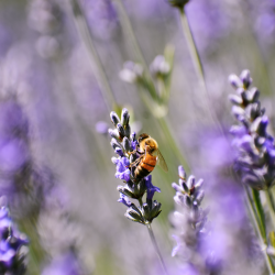 bees on a lavender flower stem