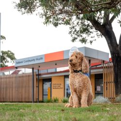 Therapy dog sitting outside Ballarat Community Health building in sunshine