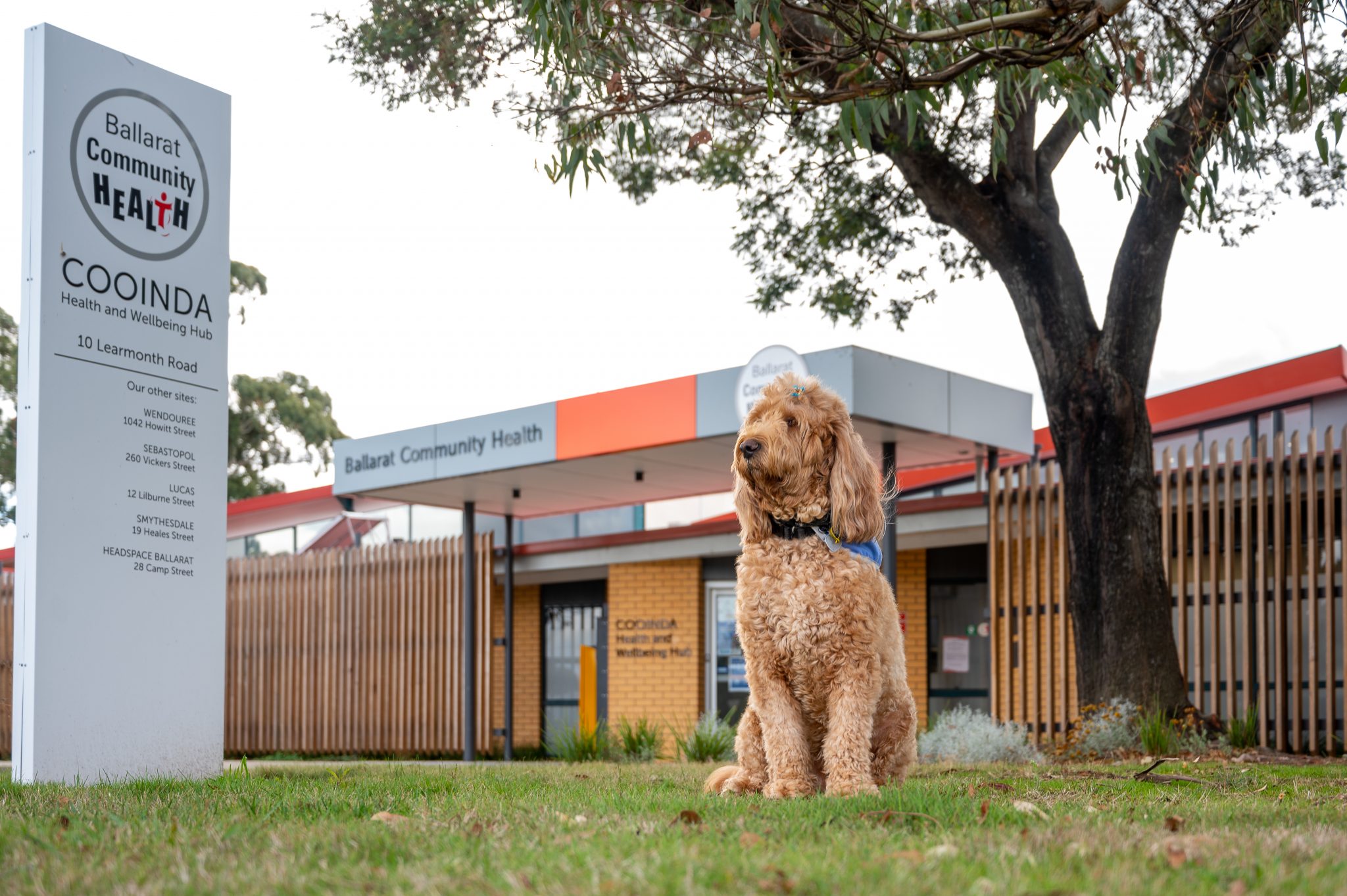 Therapy dog sitting outside Ballarat Community Health building in sunshine